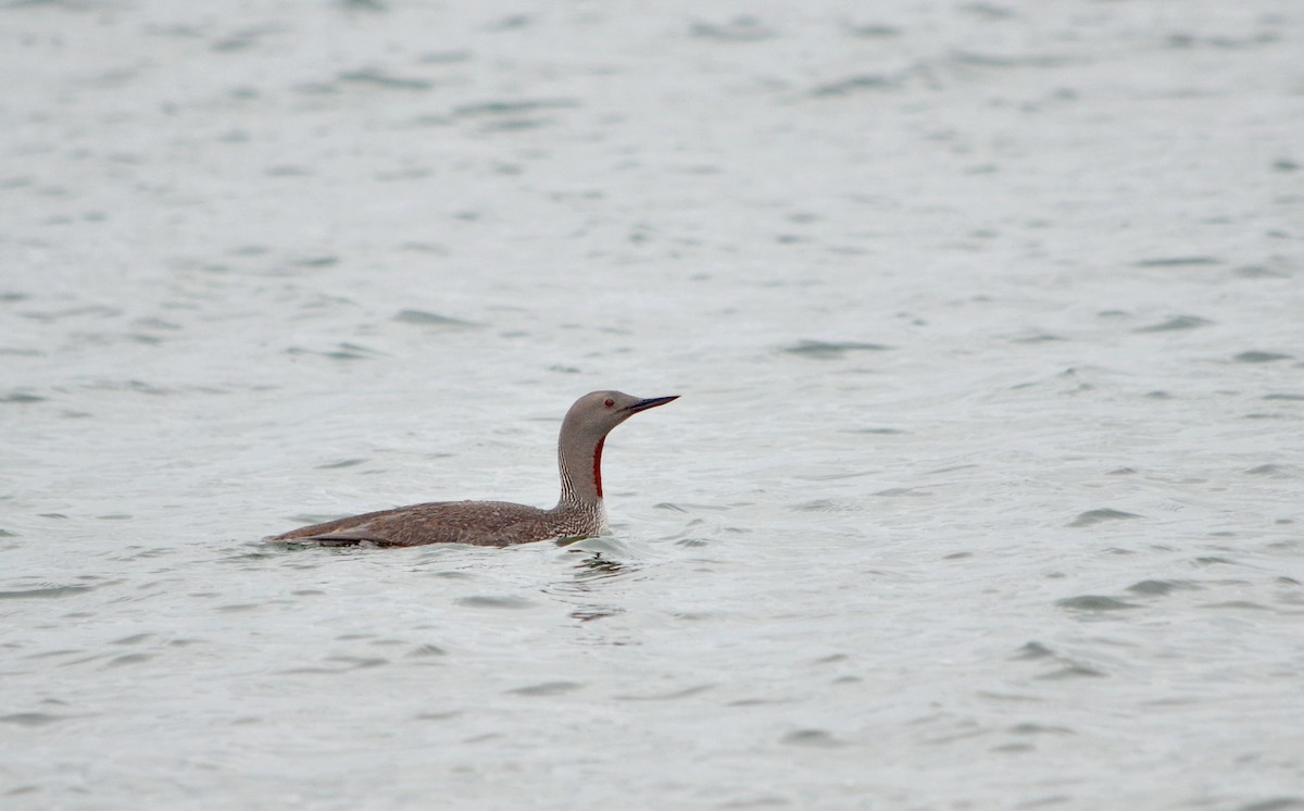 Red-throated Loon - ML605752031