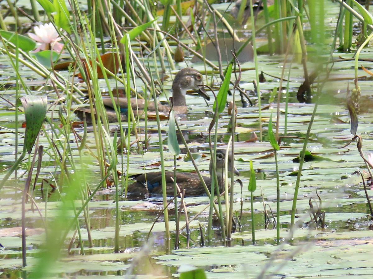 Wood Duck - ML605752831