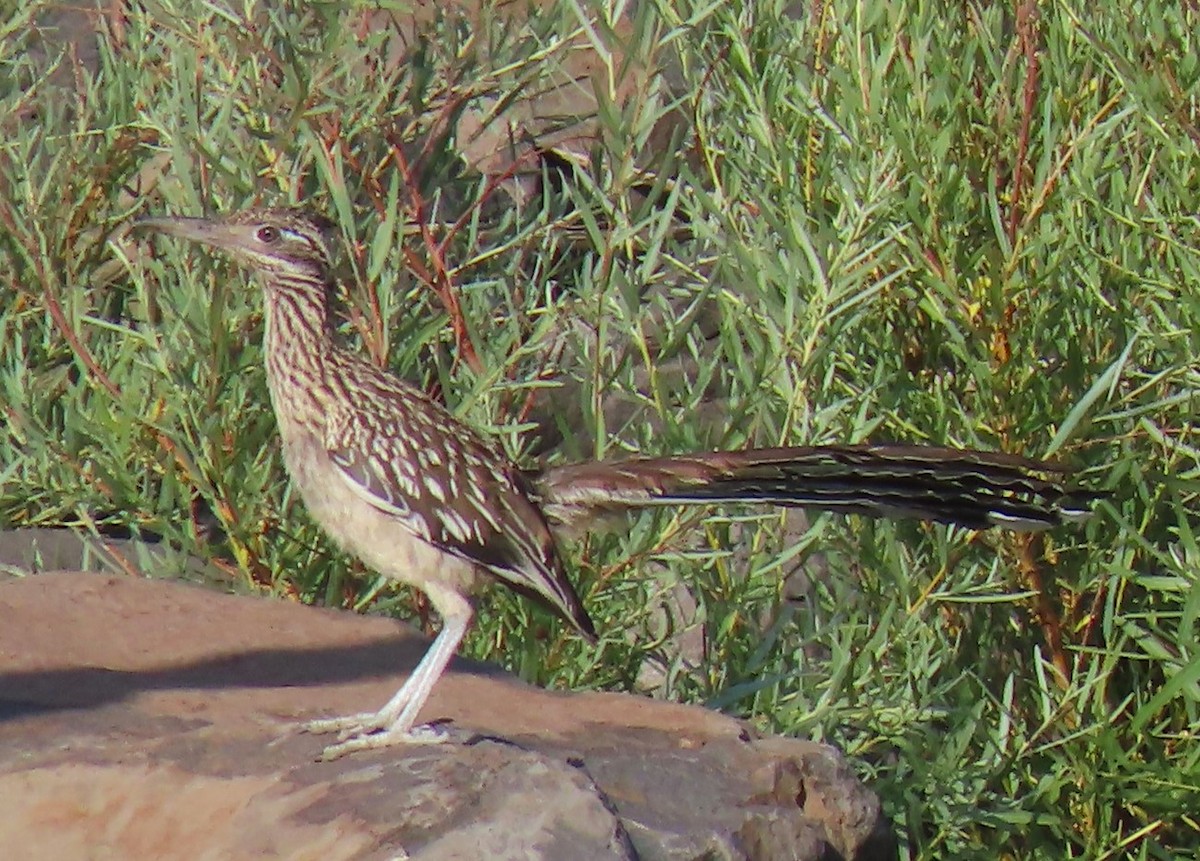 Greater Roadrunner - ML605752881