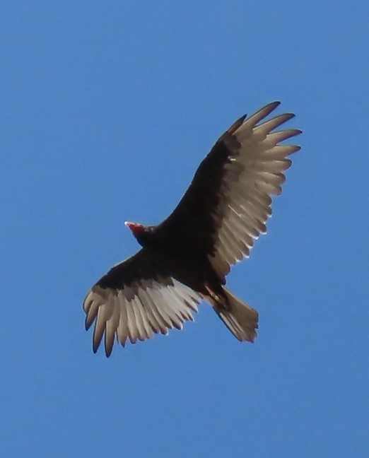 Turkey Vulture - ML605752941