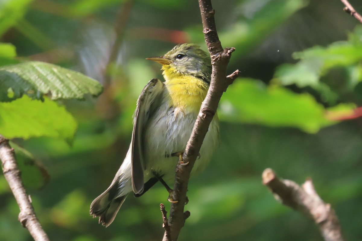 Northern Parula - ML605753211