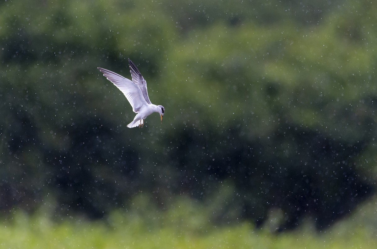 Yellow-billed Tern - ML605753661