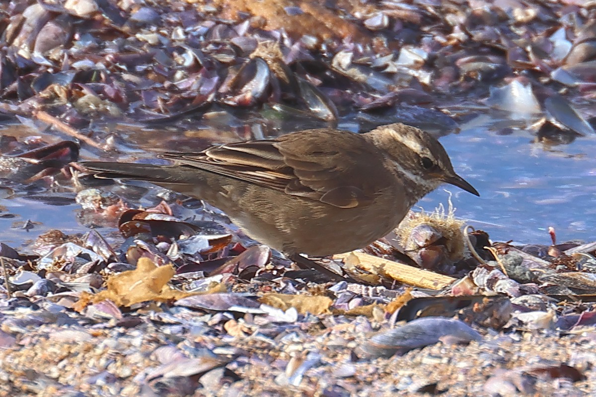 Buff-winged Cinclodes - ML605755831