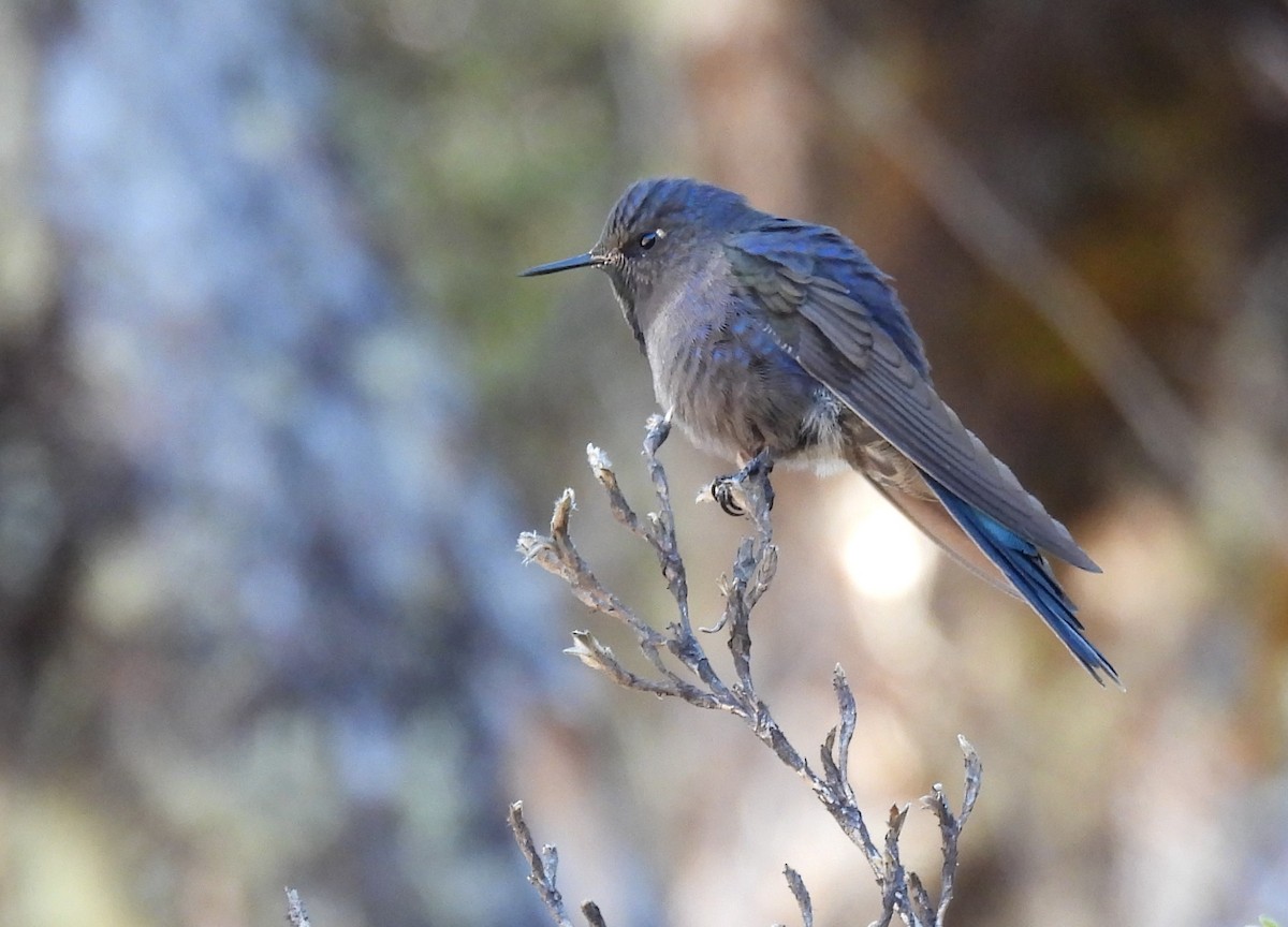 kolibřík modropláštíkový - ML605756851