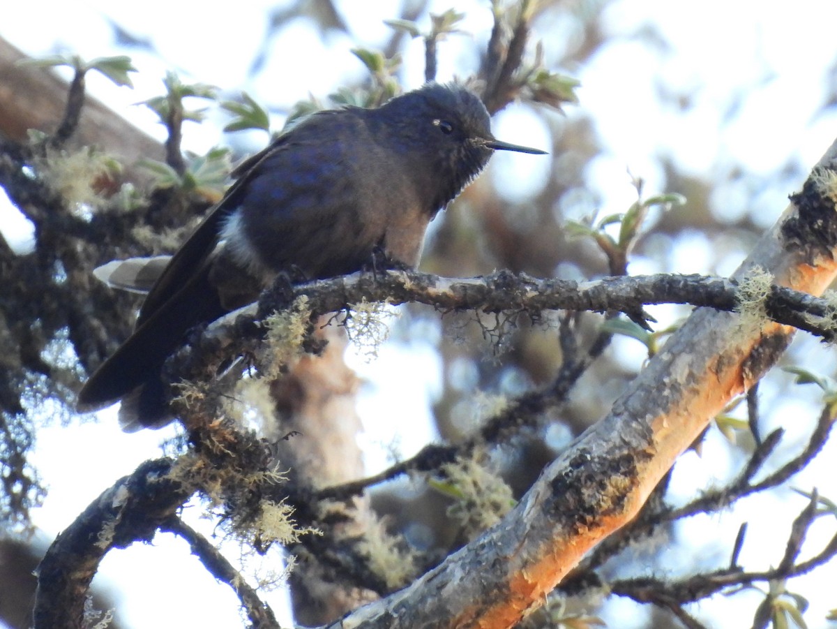 kolibřík modropláštíkový - ML605756871