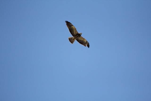 Swainson's Hawk - ML60575811