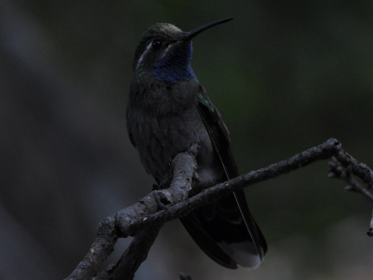 Colibri à gorge bleue - ML605758681