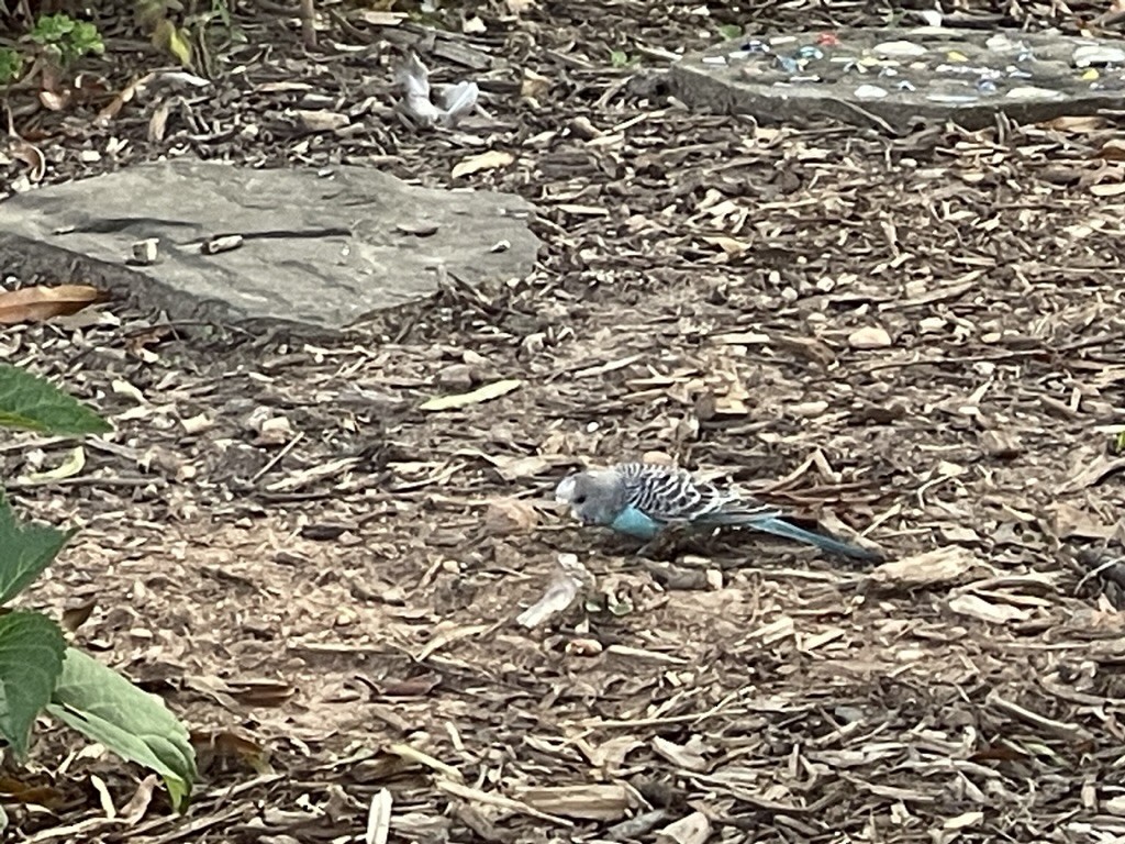 Budgerigar (Domestic type) - ML605758901