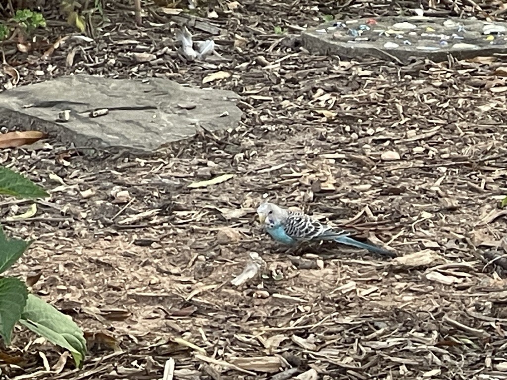 Budgerigar (Domestic type) - ML605758911