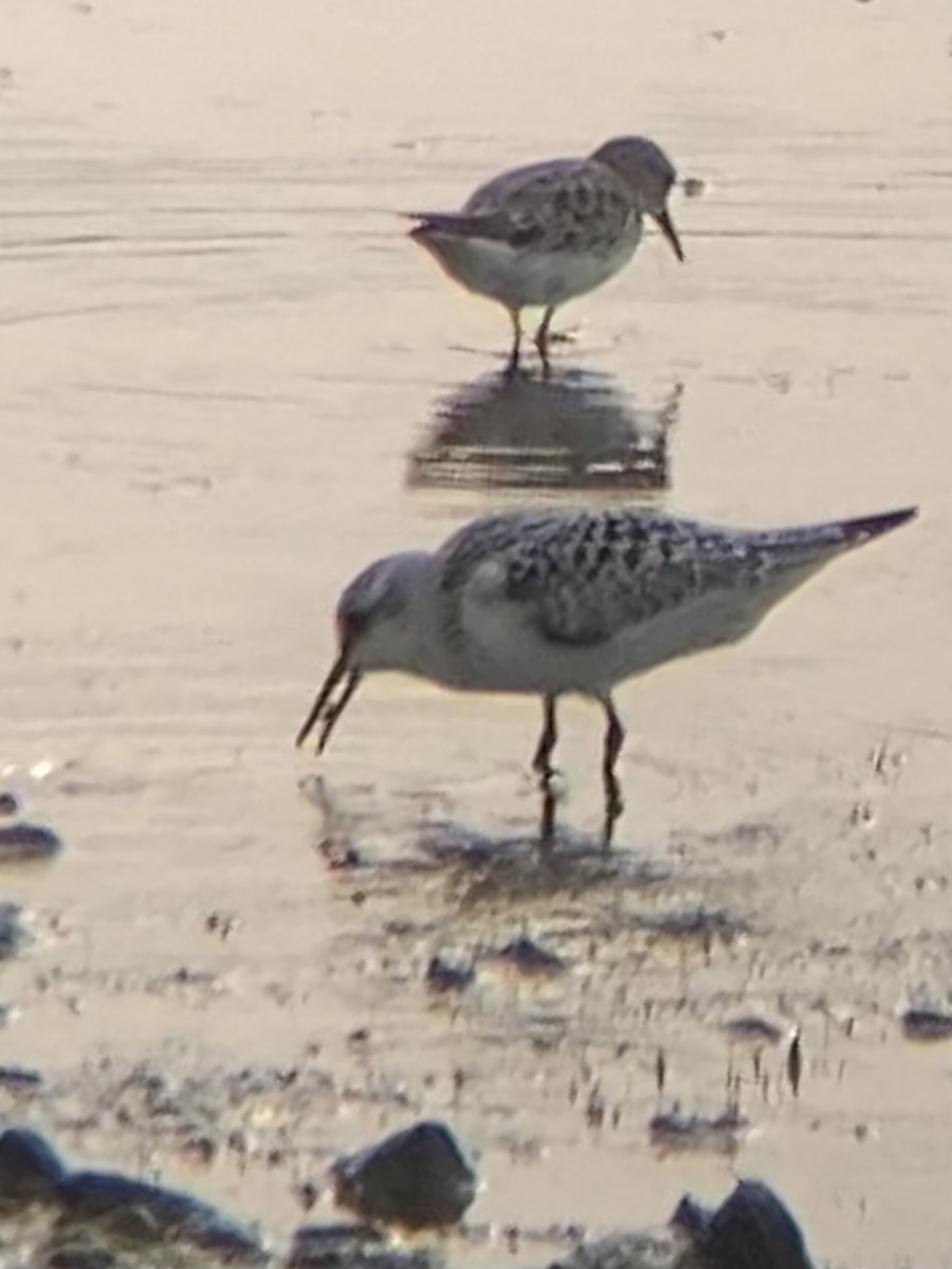 Sanderling - Alex Fuller