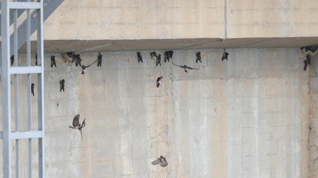 Hirondelle à front blanc - ML605759711