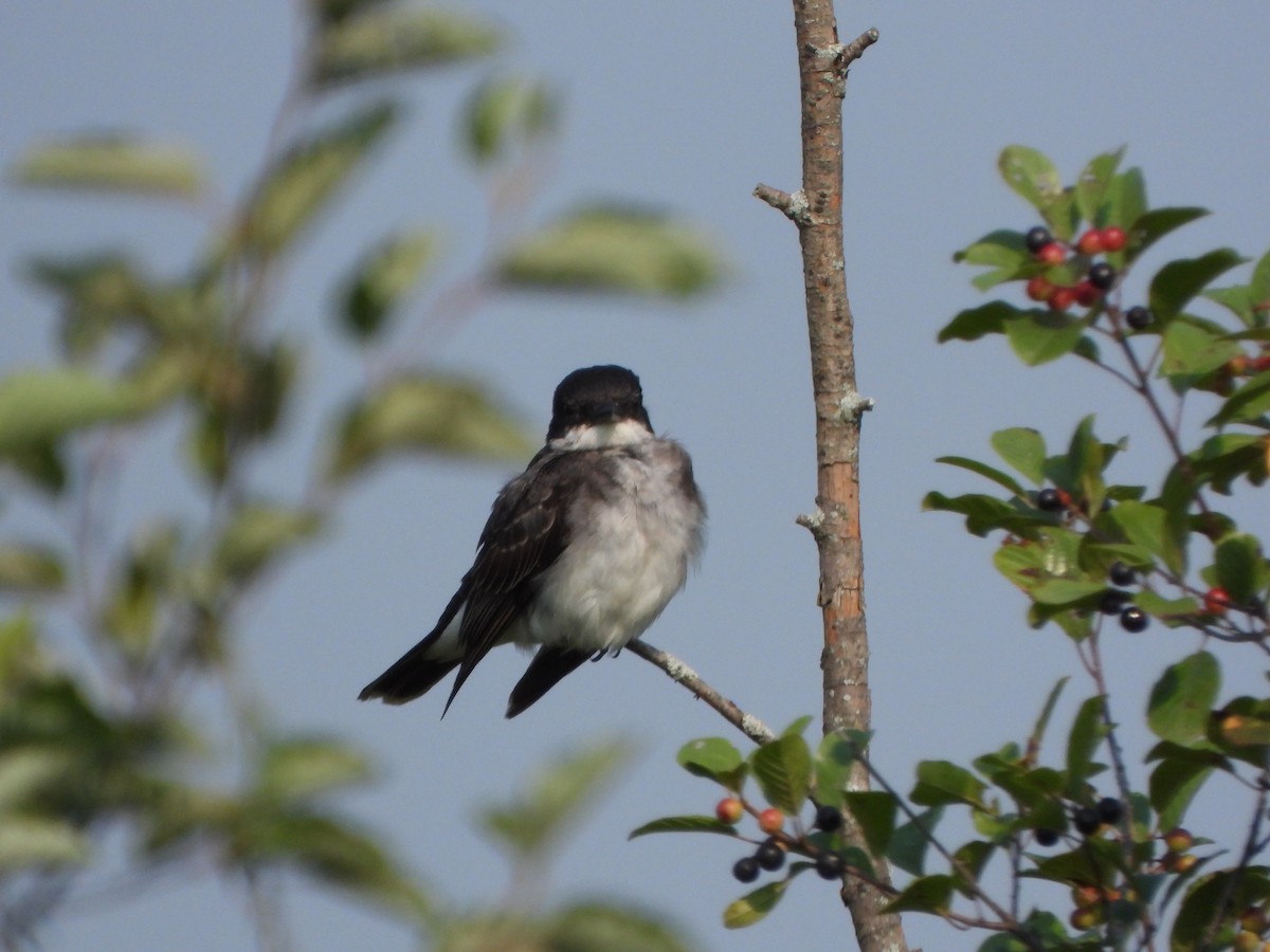 Eastern Kingbird - Amy B