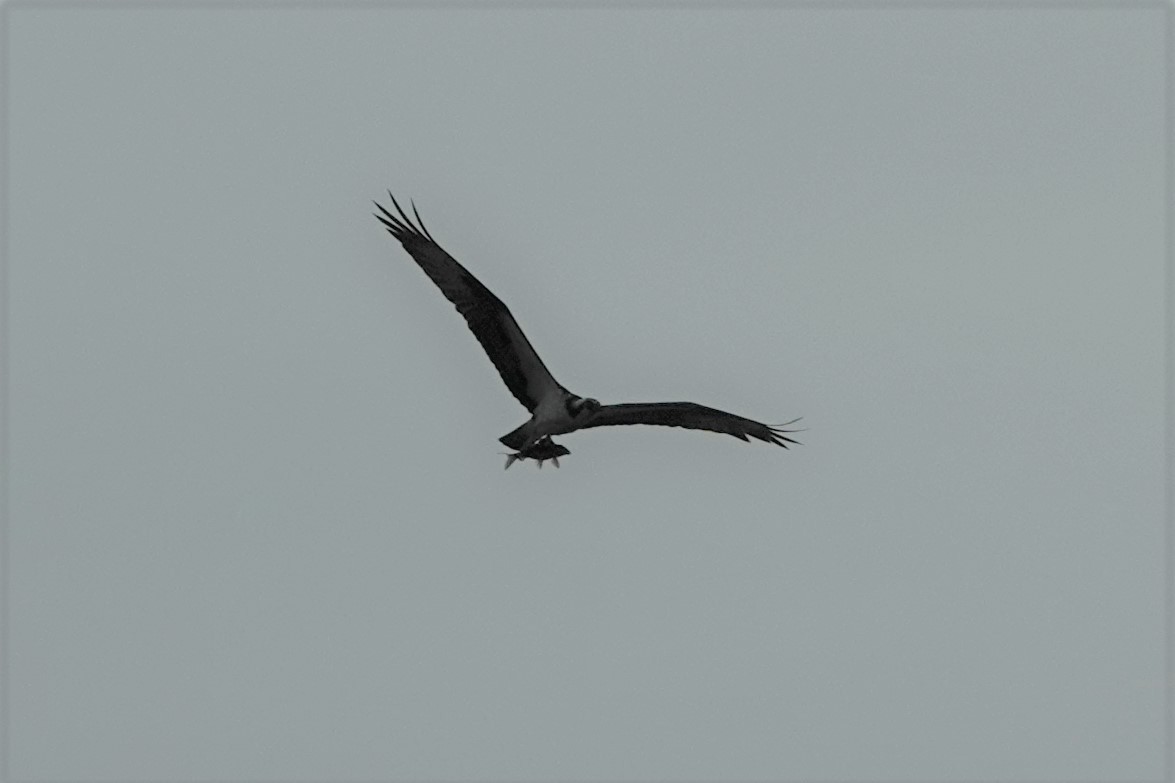 Balbuzard pêcheur - ML605760621