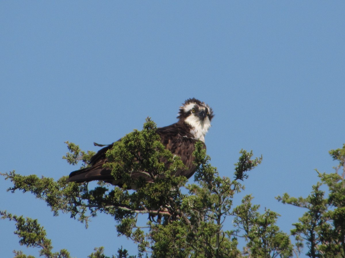 Osprey - ML605760731