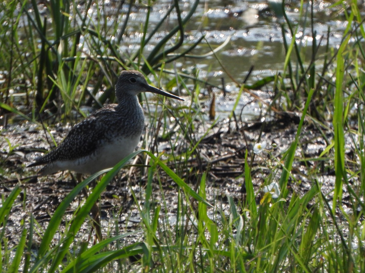 Greater Yellowlegs - ML605760861