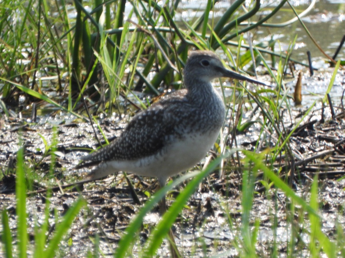 Greater Yellowlegs - Amy B