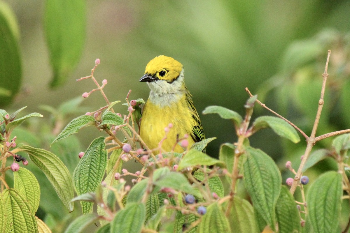 Silver-throated Tanager - Silas Hernandez