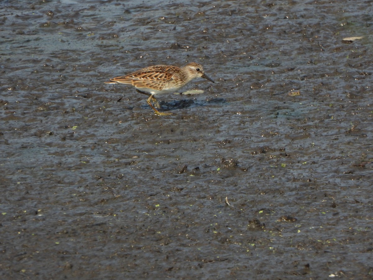 Least Sandpiper - Amy B