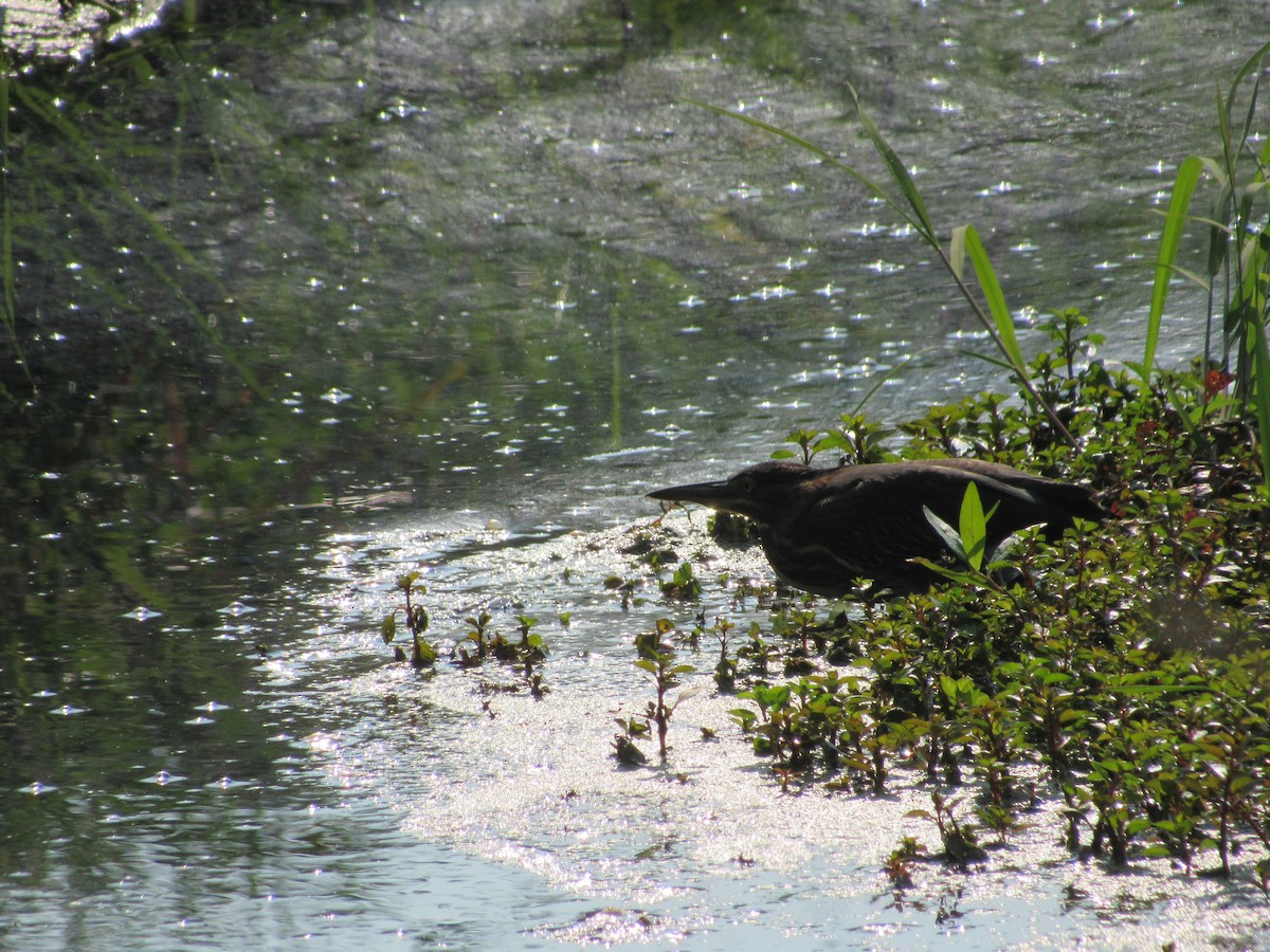 Green Heron - James Van Gelder