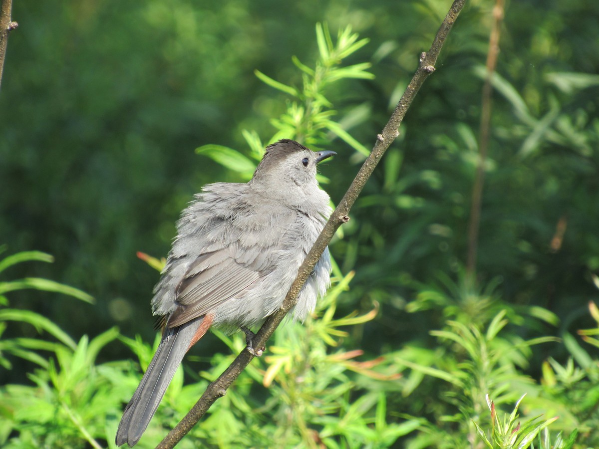 Pájaro Gato Gris - ML605762151