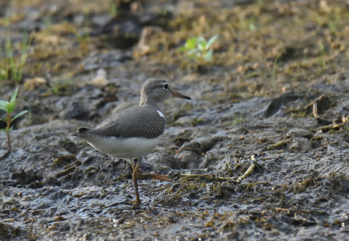 Spotted Sandpiper - ML605762261