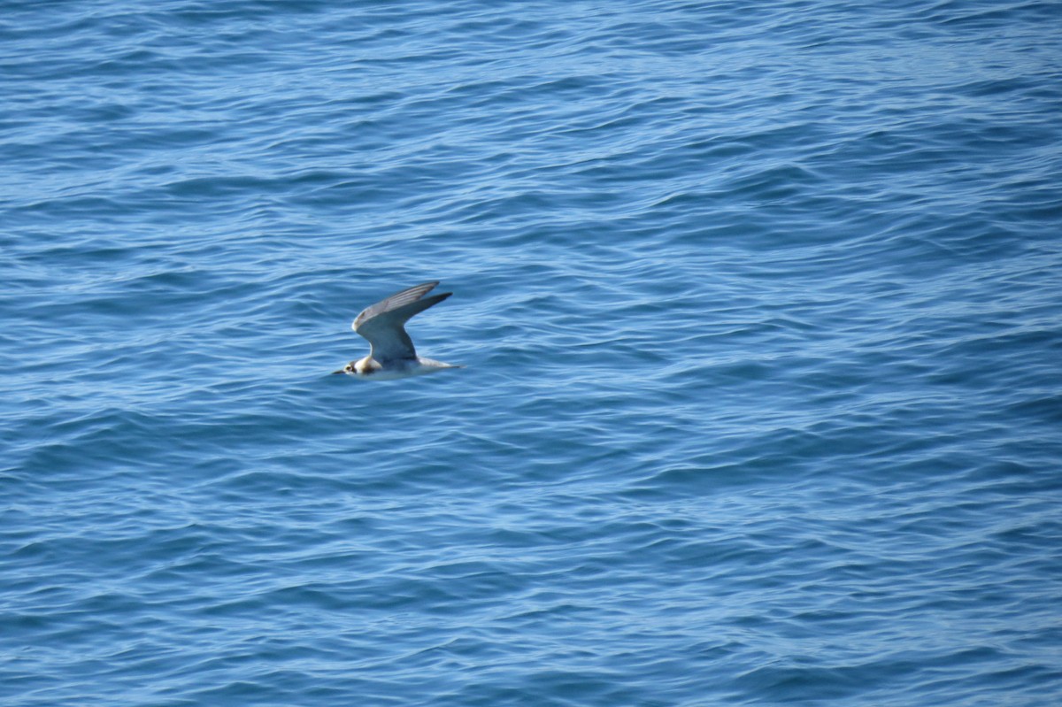 Black Tern - ML605762821