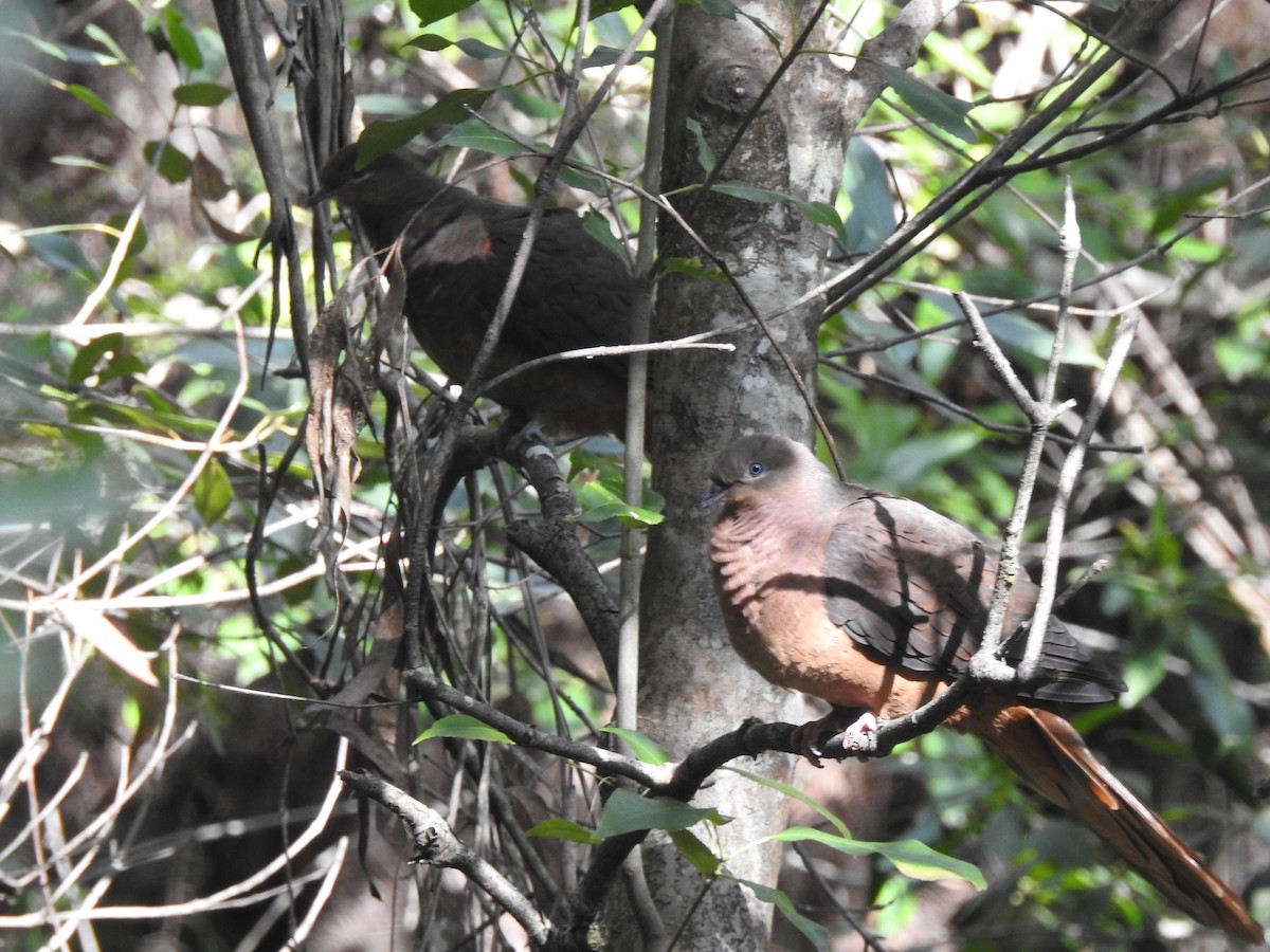 Brown Cuckoo-Dove - ML605762901