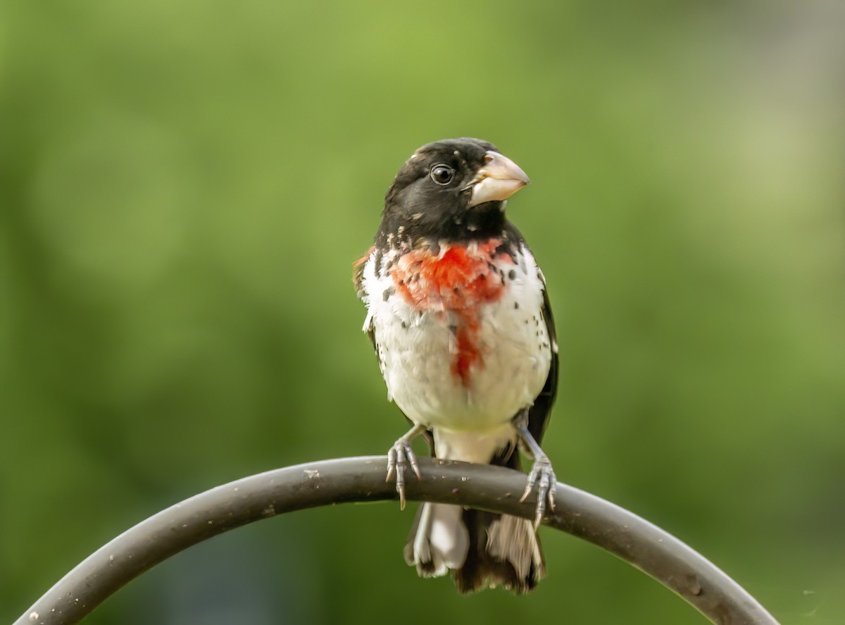 Rose-breasted Grosbeak - Christine Andrews