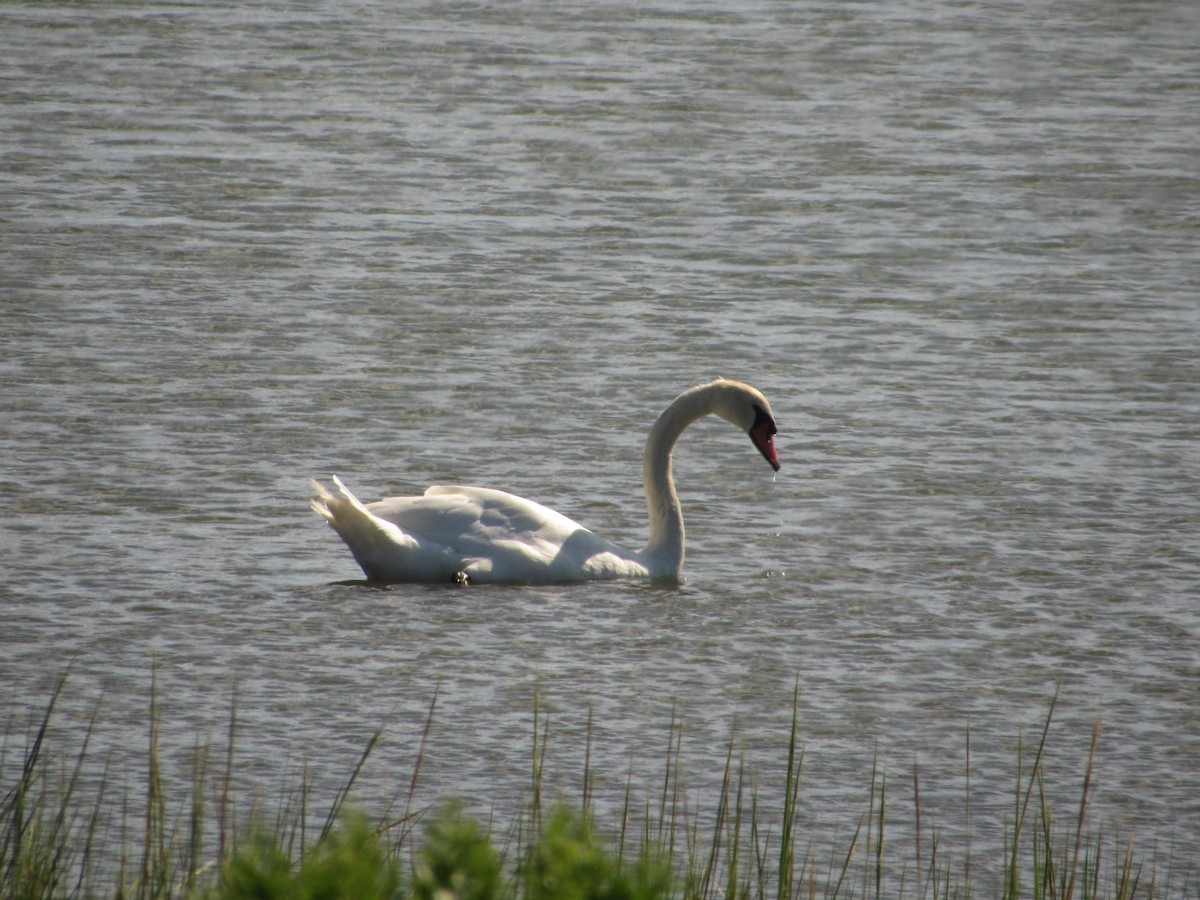 Cygne tuberculé - ML605763311