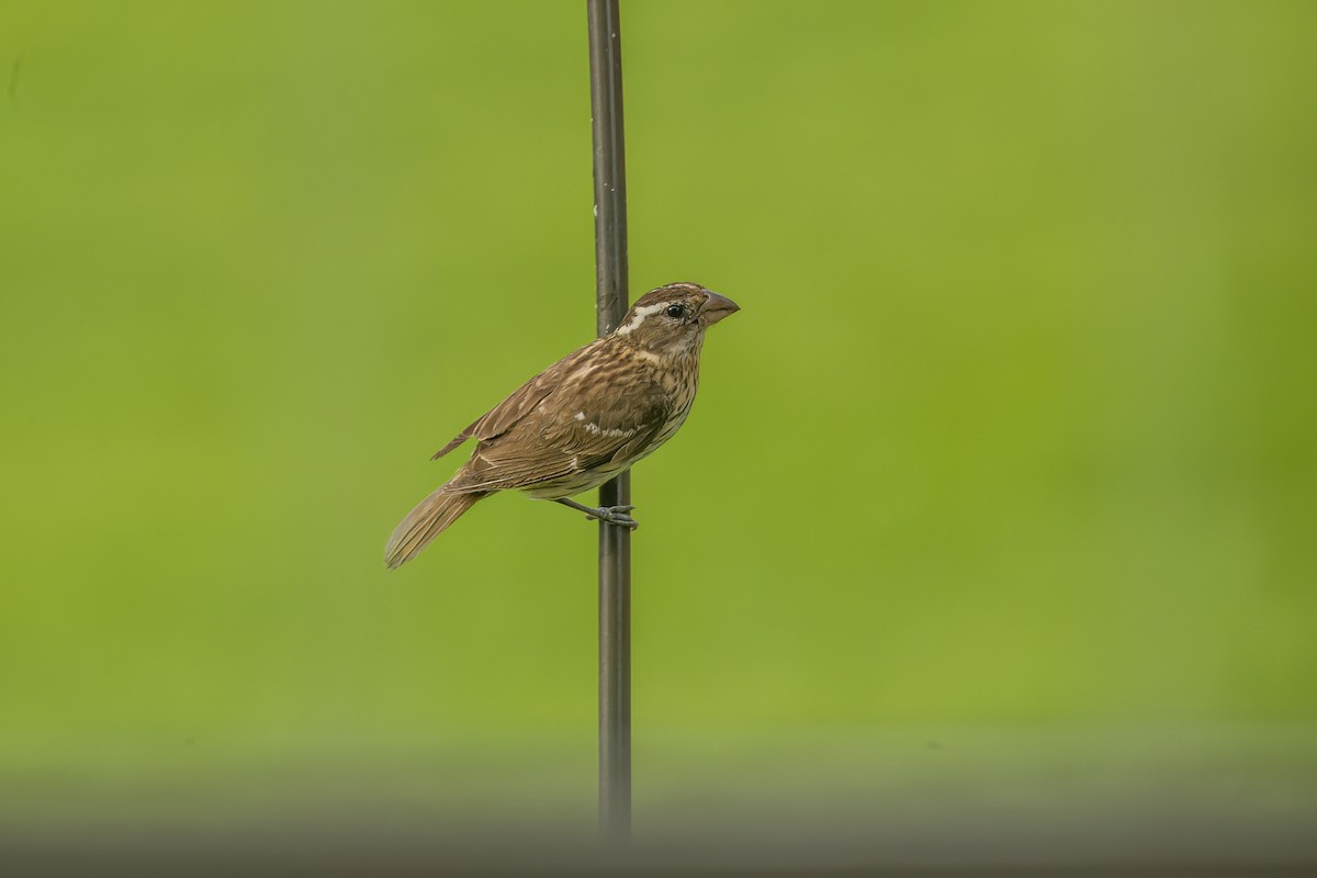 Rose-breasted Grosbeak - ML605763351