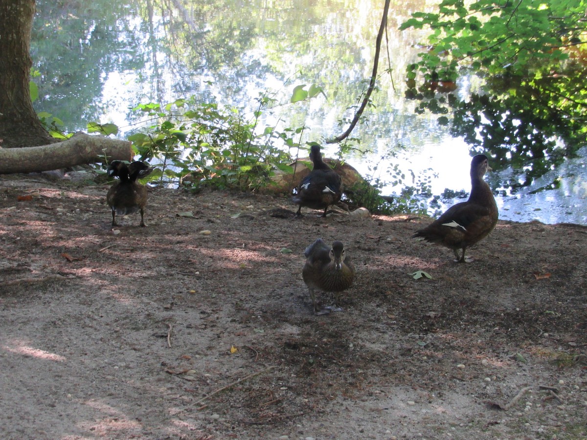 Wood Duck - ML605763591