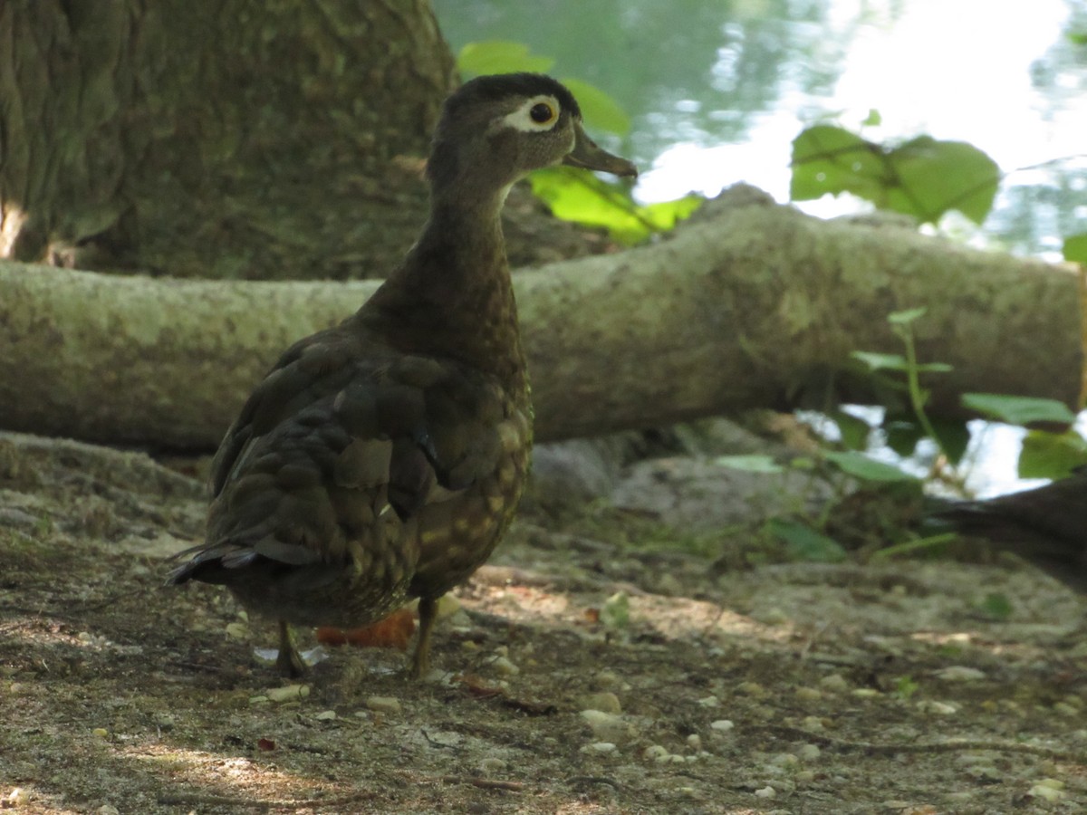 Wood Duck - ML605763601