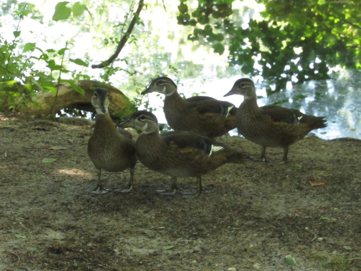 Wood Duck - ML605763611