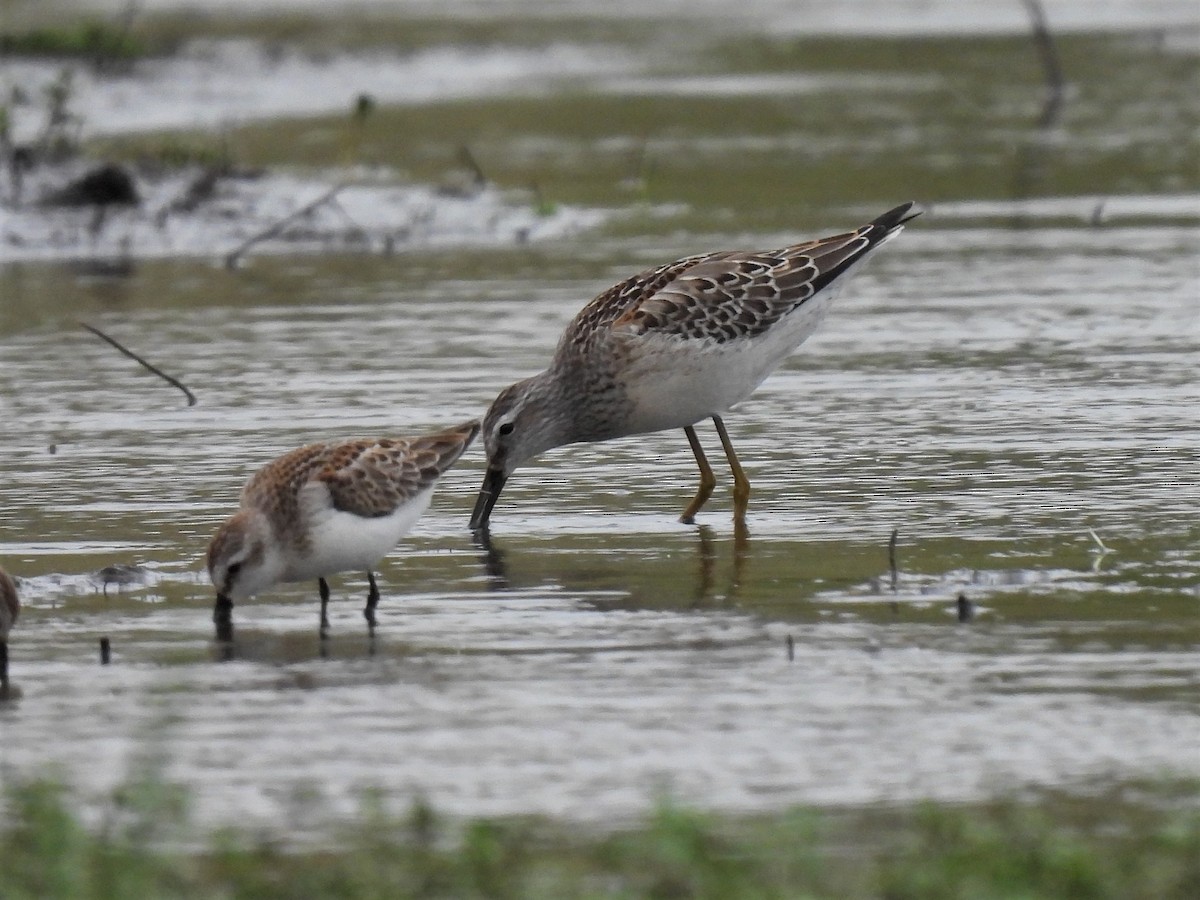 Stilt Sandpiper - ML605763931