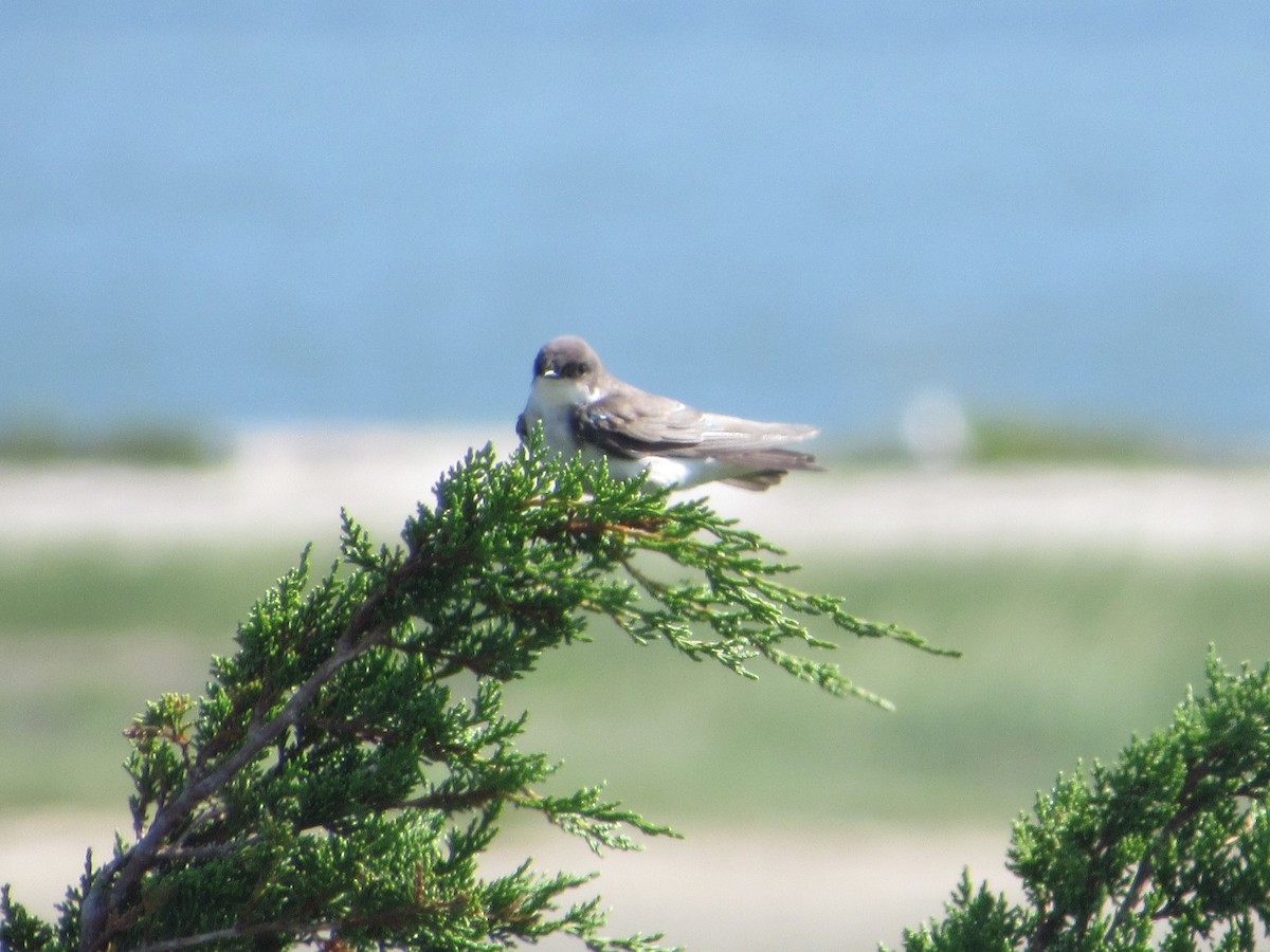 Tree Swallow - ML605763991