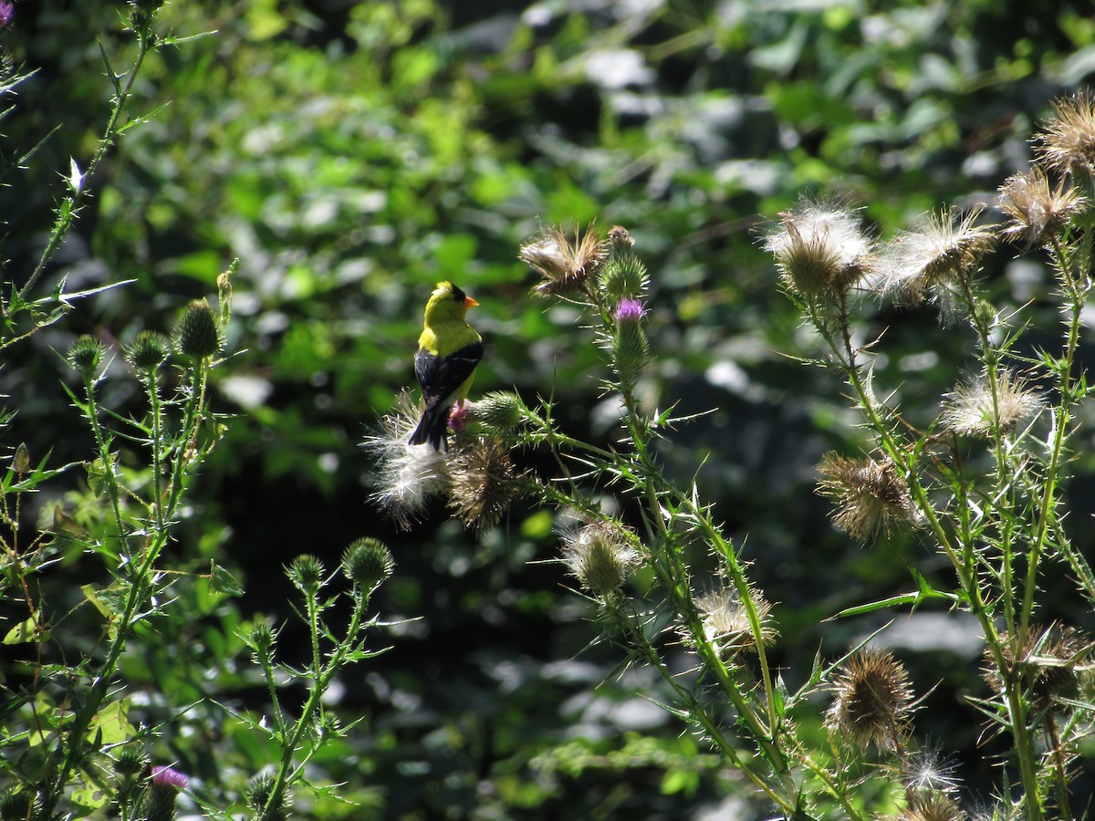 American Goldfinch - ML605764181