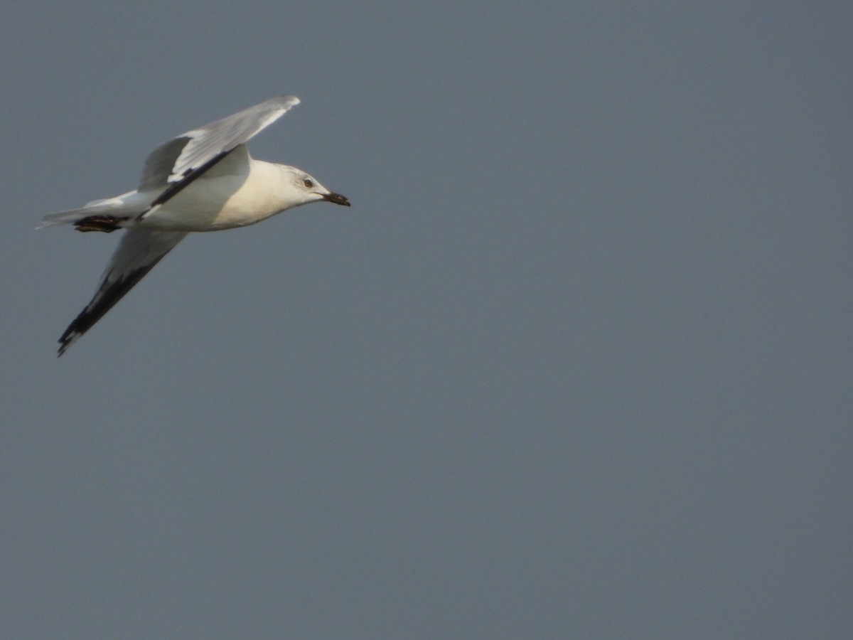 Ring-billed Gull - ML605764201