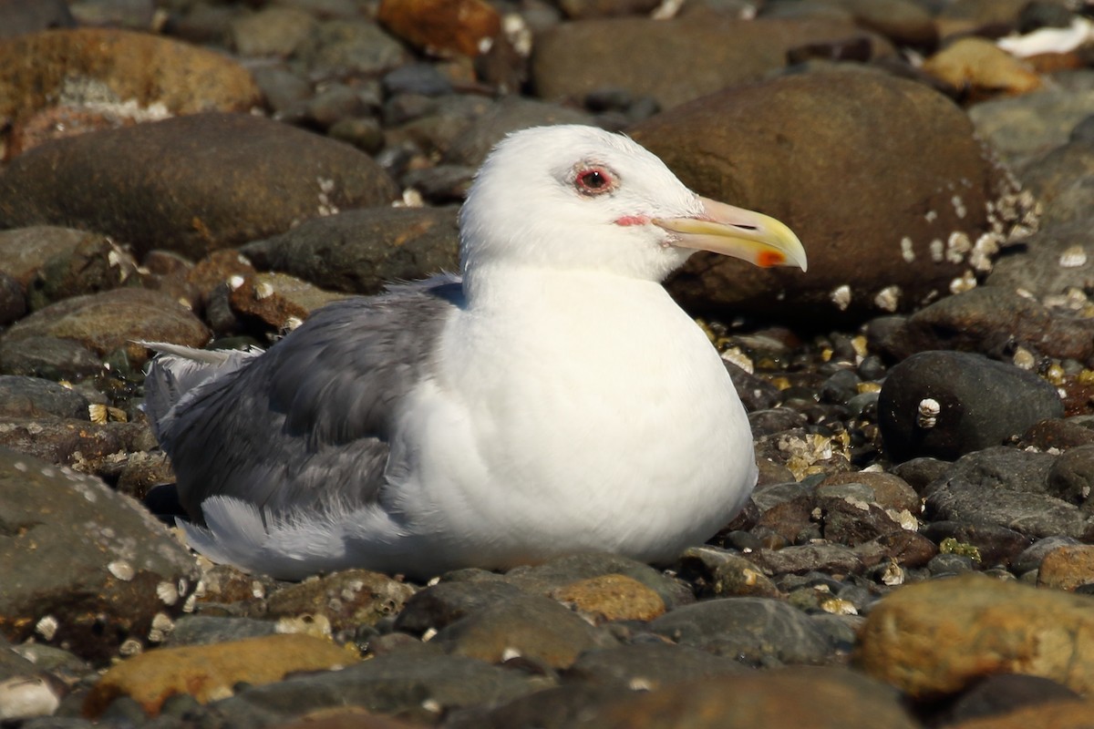 California Gull - ML605764291