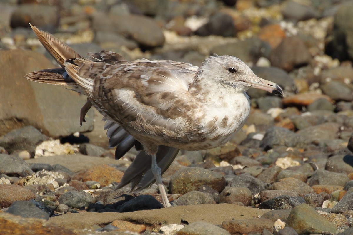 California Gull - ML605764321