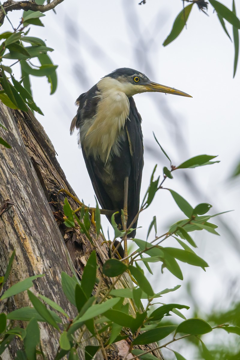 Pied Heron - Roger MacKertich