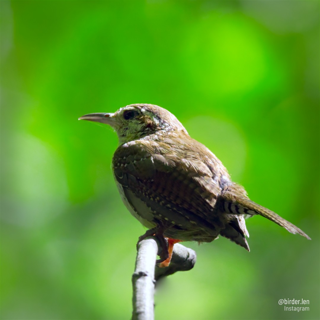 Carolina Wren - LEN OToole