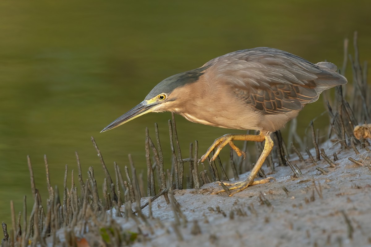 Striated Heron (Old World) - ML605764851