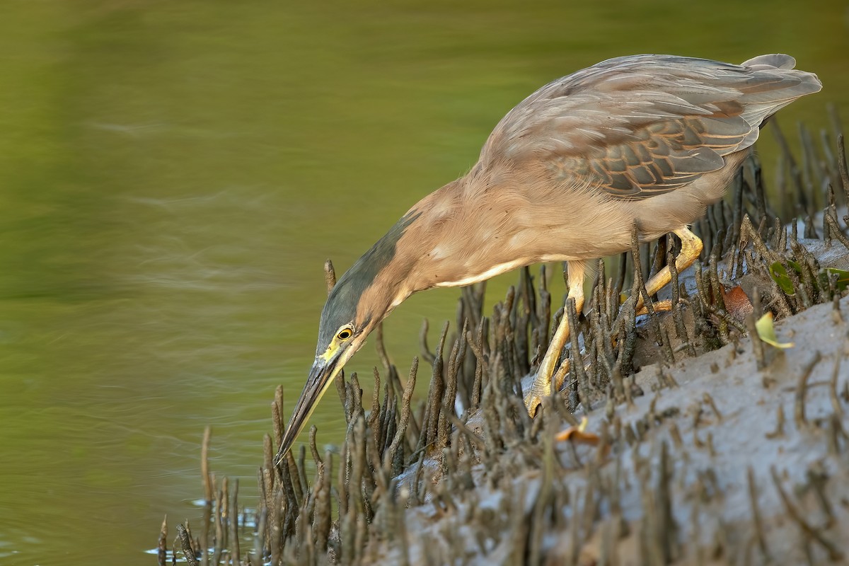 Striated Heron (Old World) - David Irving