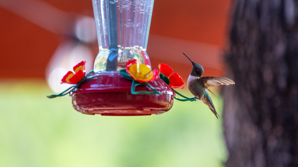 Colibrí Gorjirrubí - ML605765181