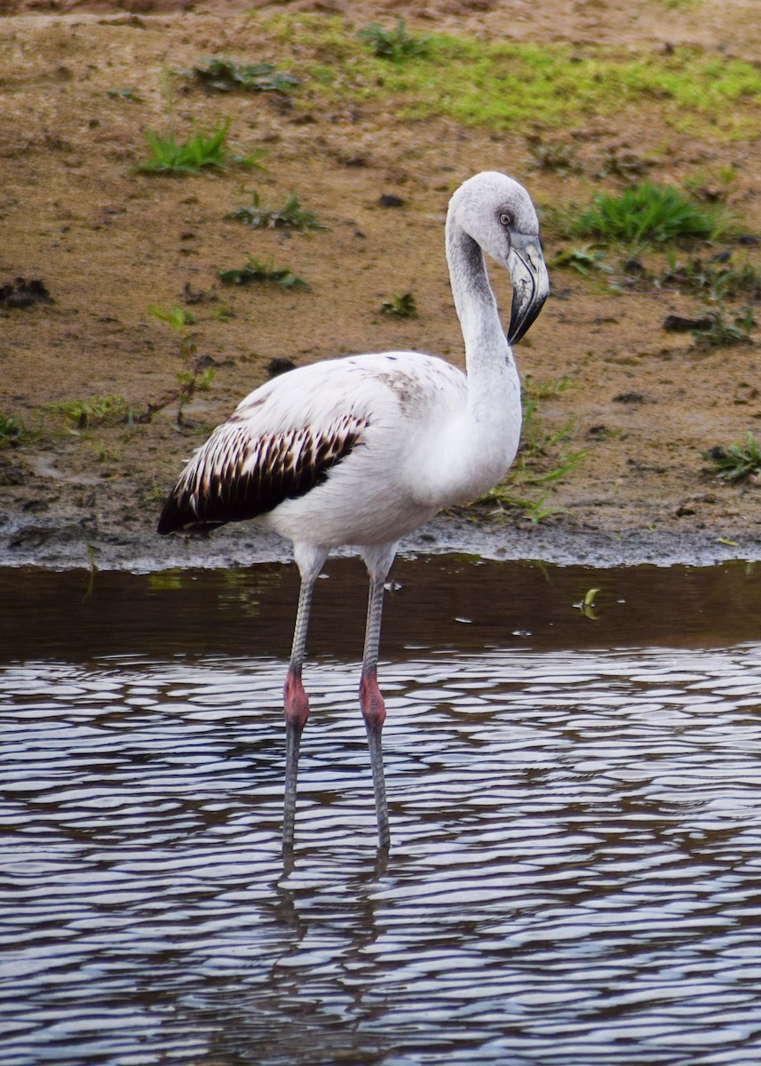 Chilean Flamingo - ML605765971