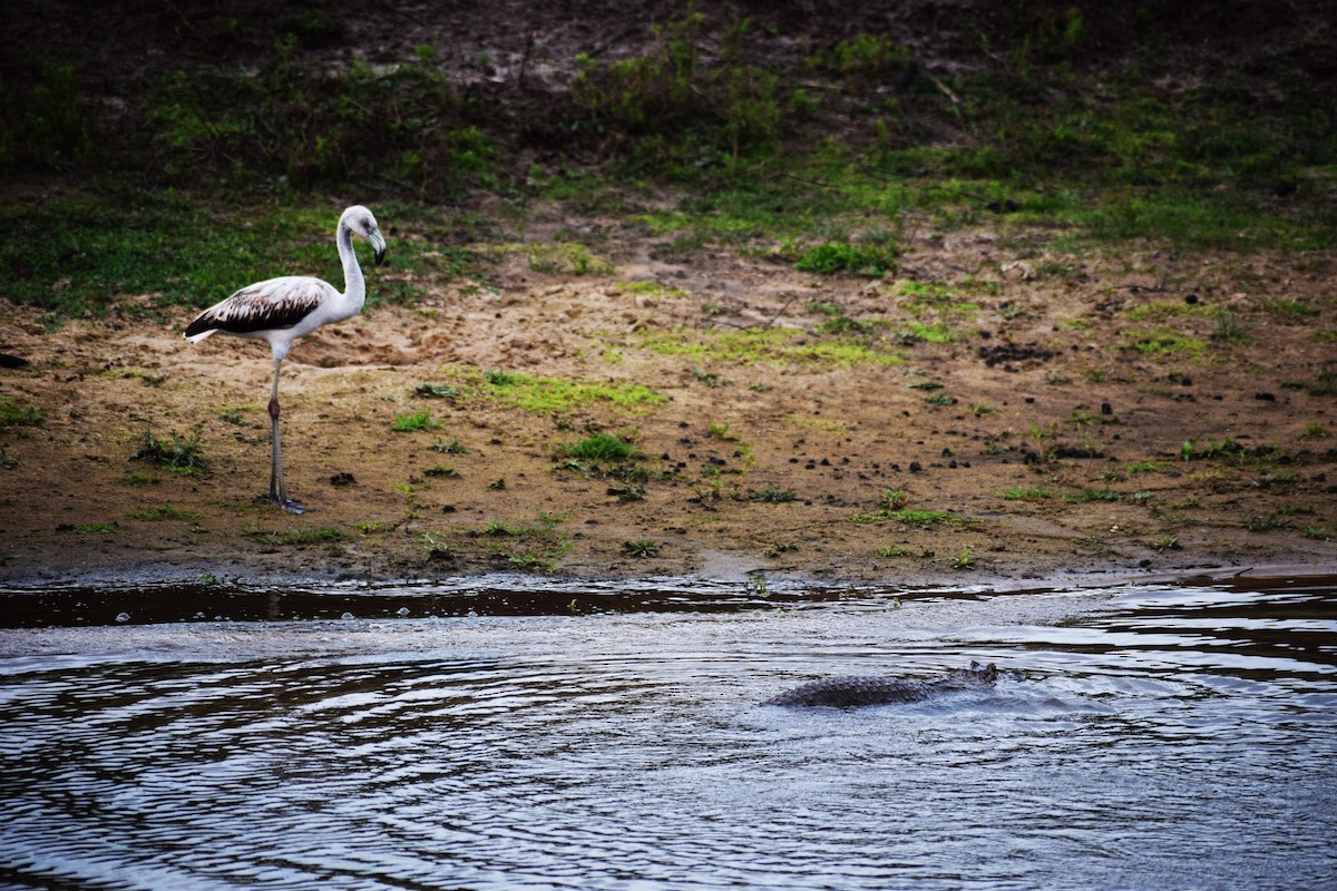 Chilean Flamingo - ML605765991