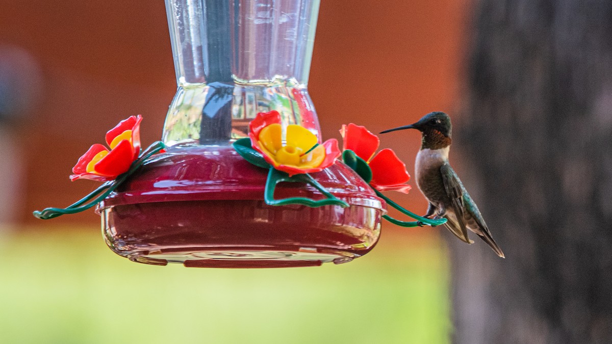 Ruby-throated Hummingbird - ML605766141