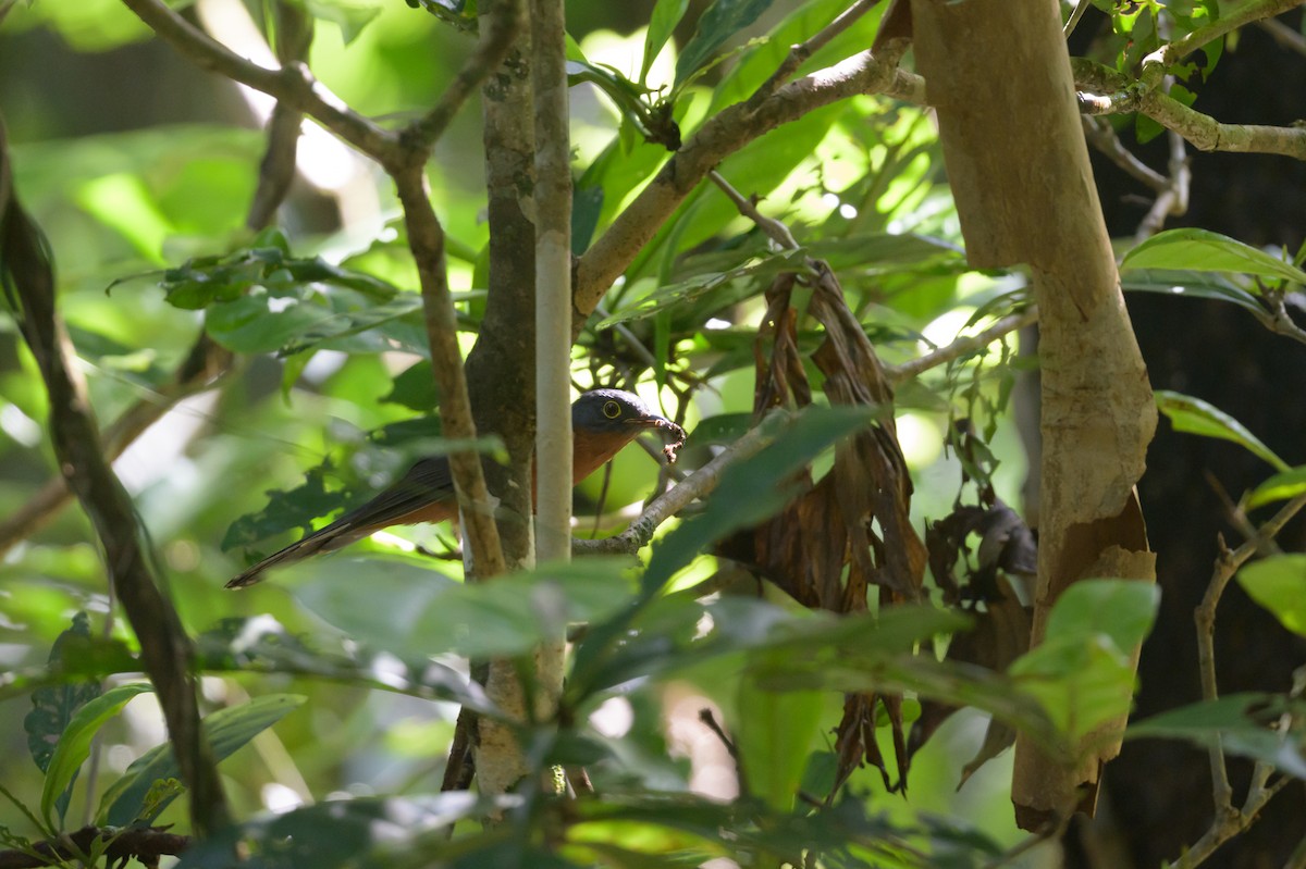 Chestnut-breasted Cuckoo - ML605766611