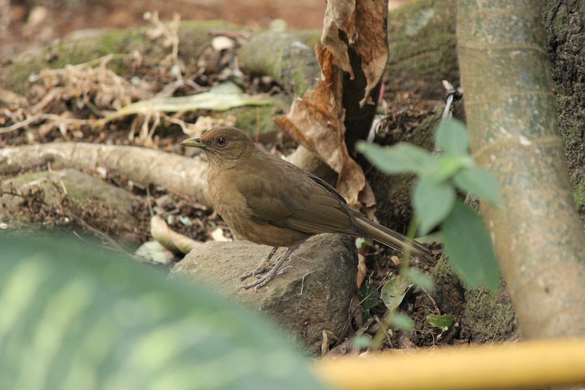 Clay-colored Thrush - ML605766881