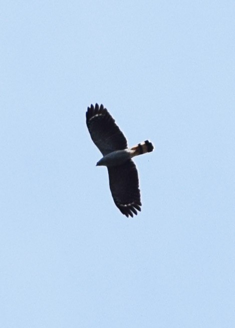 Crane Hawk - ML605766971